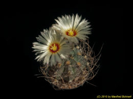 Astrophytum capricorne 1504